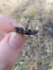 Encoptolophus costalis