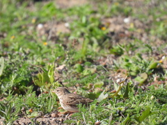 Alaudala rufescens