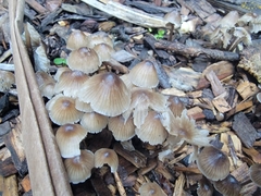 Mycena leptocephala