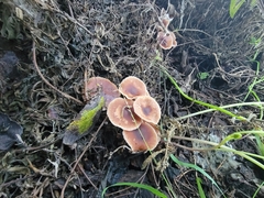 Gymnopus brassicolens