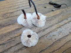 Gymnopus brassicolens