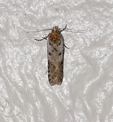 Taygete attributella