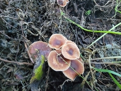 Gymnopus brassicolens