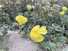 Oenothera drummondii