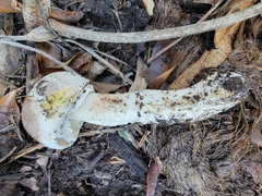Agaricus xanthodermus