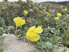 Oenothera drummondii