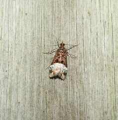 Scoparia minusculalis