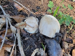 Agaricus xanthodermus