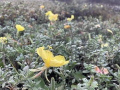 Oenothera drummondii