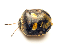 Aspideurus flavescens