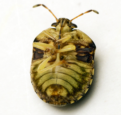 Aspideurus flavescens