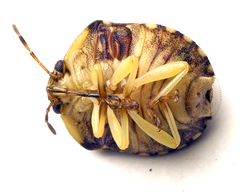 Aspideurus flavescens