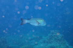 Monotaxis grandoculis