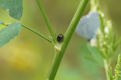 Coptosoma scutellatum