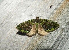 Austrocidaria similata