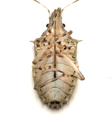 Bromocoris souefi