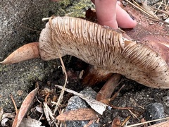 Tricholoma fracticum