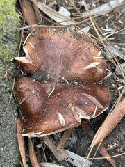 Tricholoma fracticum