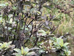 Phyllomyias nigrocapillus