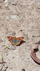 Junonia evarete