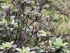 Phyllomyias nigrocapillus
