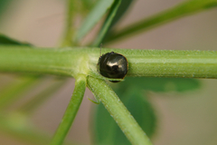 Coptosoma scutellatum