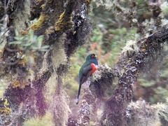 Trogon personatus