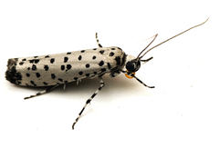 Yponomeuta internellus