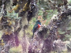 Trogon personatus