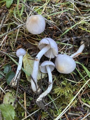 Cortinarius anomalus