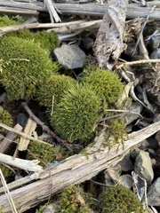 Weissia brachycarpa