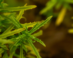 Calceolaria thyrsiflora