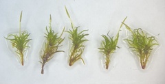 Weissia brachycarpa