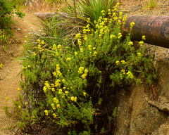 Calceolaria thyrsiflora