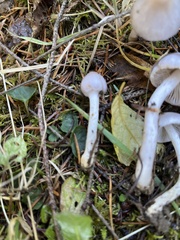 Cortinarius anomalus