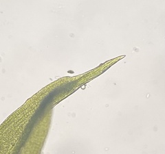 Weissia brachycarpa