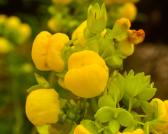 Calceolaria thyrsiflora