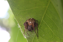 Eriophora ravilla