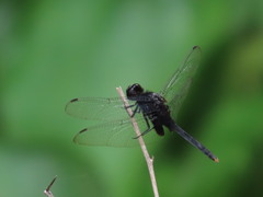 Erythemis attala