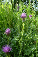 Cirsium × rigens