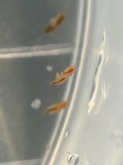 Copepoda