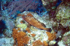Epinephelus guttatus
