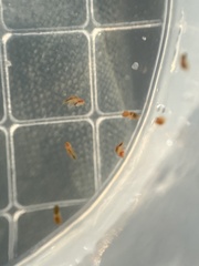 Copepoda