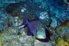 Balistes vetula