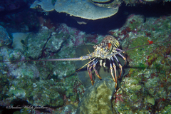 Panulirus argus