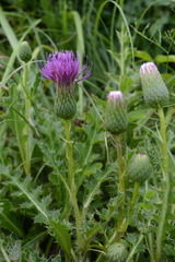 Cirsium × rigens