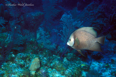 Pomacanthus arcuatus
