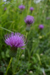 Cirsium × rigens