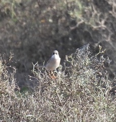 Curruca conspicillata