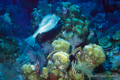 Acanthostracion quadricornis